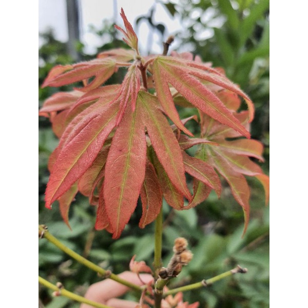 เมเปิ้ล Maple Japanese..