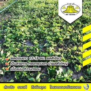 แตงไทยอ่อนสายเงิน 10 กรัม / 50 กรัม เมล็ดแตงไทย ตรางอบทอง (ขนาด 10 กรัมเป็นแบบซอง)