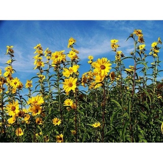 เมล็ดพันธุ์ ดอกทานตะวันเม็กซิมิเลี่ยน (Maximilian Sunflower) บรรจุ 20 เมล็ด ทานตะวันดอกดกColorMixFlowerSunFlowerManilaRu