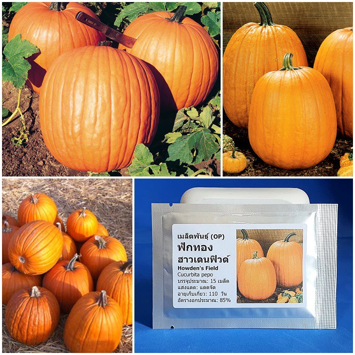 เมล็ดพันธุ์ ฟักทอง ฮาวเดนฟิวด์ (Howden's Field Pumpkin Seed) บรรจุ 15 เมล็ด คุณภาพดี ของแท้ 100%