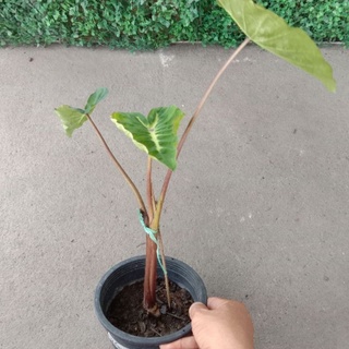 Colocasia White Lava บอนนอก ไวท์ลาวา