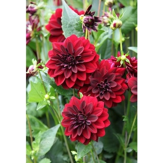 1 หัว/ออเดอร์ รักเร่ Dahlia สายพันธุ์ Arabian Night หัวรักเร่