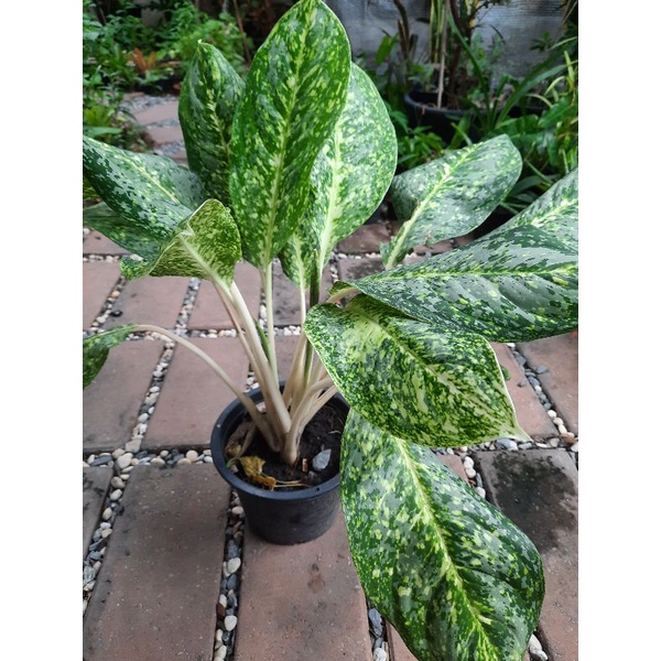 อโกลนีมาหรือแก้วกาญจนา บังลังก์เงิน (Aglaonema sp. ‘Banlangngoen’)