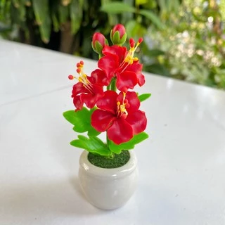 **พร้อมส่ง** ดอกชบาจิ๋ว ดอกชบาแดง ดอกชบาถวายพระพิฆเนศ **กระถางละ 50 บาทเท่านั้น !! **