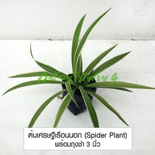 ต้นเศรษฐีเรือนนอก (Spider Plant) ต้นไม้ฟอกอากาศ ต้นไม้ในห้องนอน โต๊ะทำงาน พร้อมถุงชำ 3 นิ้ว