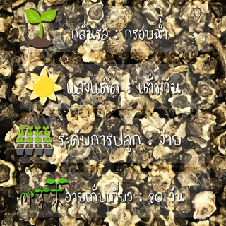 เมล็ดพันธุ์ สวิสชาร์ด สีเหลือง 100 เมล็ด Golden Swiss Chard Seed เมล็ดพันธุ์แท้ นำเข้าจากต่างประเทศ ปลูกง่าย โตไว​​กระโป