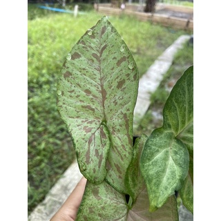 syngonium confetti tricolour 🪴🪴💓💓ลายสวย รากดี