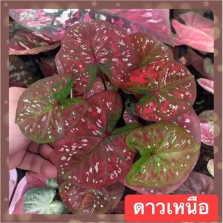 ดาวเหนือ บอนสีมีชื่อ ต้นกำเนิดของธาตุบางแก้ว(ส่งต้นลูกกัดสีแล้วทุกต้นค่ะ)