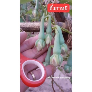 เมล็ดพันธุ์ถั่วกาหยี