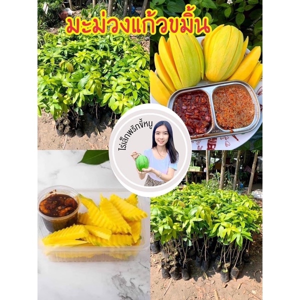 #ต้นมะม่วงแก้วขมิ้น 3ฤดู พันธุ์ทวาย ออกลูกทั้งปี(เสียบยอด) สูงราว50-60 เซน 1 ปีติดผล นิยมขายตามรถเข็นผลไม้