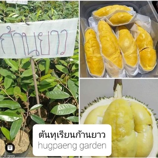 ต้นทุเรียนก้านยาวเสียบยอด 40-50 ซม.