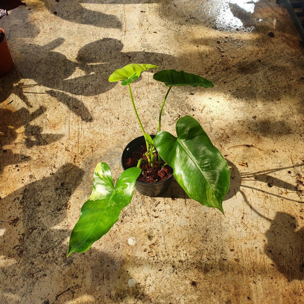 มุมมอง 3