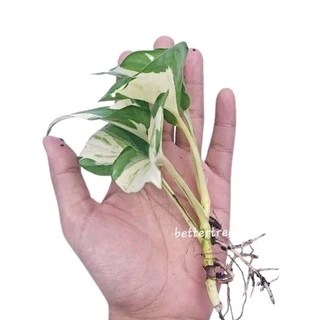 พลูแอปเปิ้ล (จำนวน 1 ต้น) Epipremnum Mujula ต้นไม้ฟอกอากาศ พลูด่าง ต้นไม้ในร่ม ต้นไม้ plant พลูแอปเปิ้ล