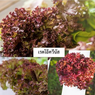 🌱เมล็ดผักสลัดเรดโอ๊ควีนัส 100 เมล็ด (ซื้อ10แถม1 คละได้)🌱