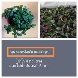 ชุดผสมทั้งต้มและปลูกไผ่น้ำ 4 กระถางและแบบตัดสด 1.6 กิโลกรัม