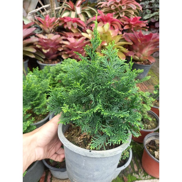 สนฮิโนกิพุ่ม สนฮิโนกิญี่ปุ่น japanese Cypress,Hinoki Cypress ขนาดกระถาง 6 นิ้ว