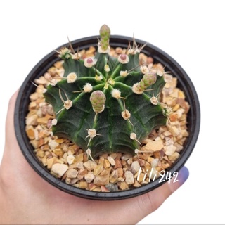Gymnocalycium​ ยิมโนคละสีดอก