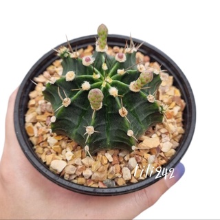 Gymnocalycium​ ยิมโนคละสีดอก