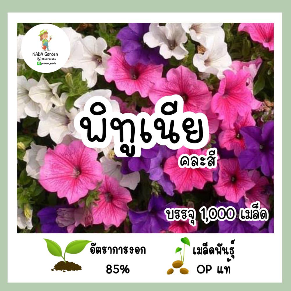 เมล็ดพันธุ์พิทูเนีย คละสี 1,000เมล็ด