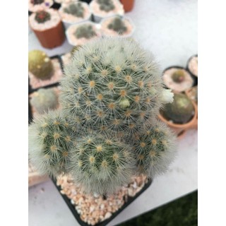 🌵  แมมมิลาเลีย คามิเน่  Mammillaria Carmina กระบองเพชร cactus 🌵