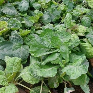 (ขายส่ง) ปุ๋ยอินทรีย์ น้ำหมักชีวภาพ มูลวัวนม สูตรเข้มข้น