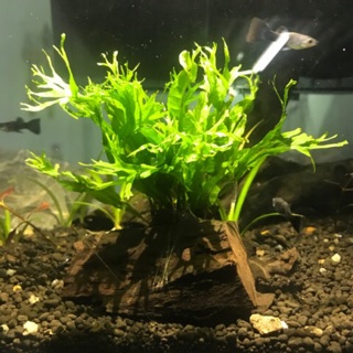 ไม้น้ำตกเเต่งตู้ปลา เฟิร์นเขากวางเเคระ พันขอนไม้ สวยๆราคาถูก