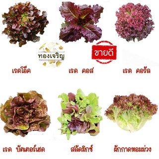 ผักสลัดสีแดง📌ถูกที่สุด 10 บ.📌เมล็ดพันธุ์ผักสลัดสีแดง 50-100 เมล็ด🌿 ขายดีที่สุด🌱งอกดี🌱มีคู่มือการปลูก [10 แถม 1]