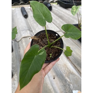 Alocasia Okinawa silver ลุ้นด่าง ด่างน้อย ไม้หน่อจากแม่ด่าง 💚