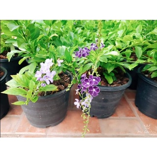 เทียนหยด มี3สี ส่งพร้อมกระถาง ติดดอกแล้วค่ะ
