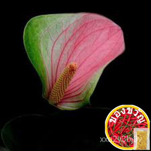 20Pcs Anthurium Seeds Perennial Evergreen Herb Bonsai Plants Seeds #SH49木瓜/男装/香菜/生菜/裙子/头饰/园艺/手链/玫瑰/芹菜/ KDGZ