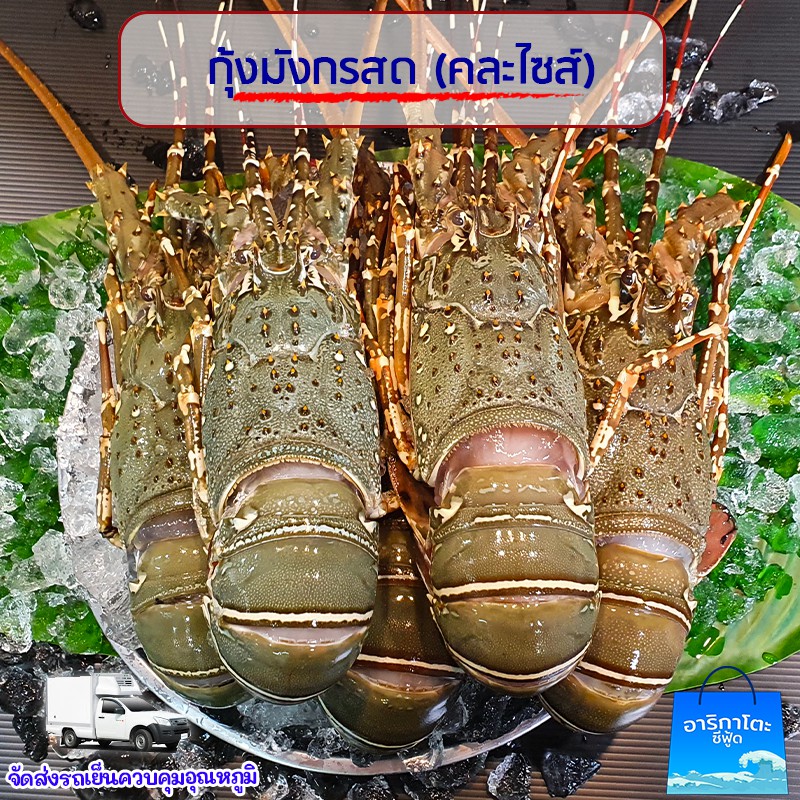 กุ้งมังกรเลนสด สดมากกกกก ไม่เชื่อต้องลอง