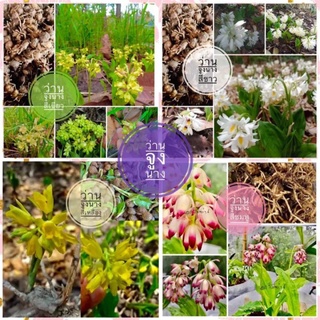 หัวพันธ์ว่านจูงนางครบสี4สี20หัว ขาว เหลือง เขียว ชมพู คละแบบ…