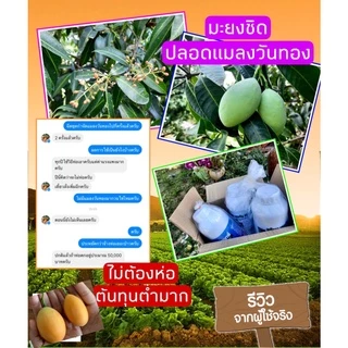 ชุดป้องกันและกำจัดแมลงวันทอง #ออร์ก้าแวกซ์ + #เฮอเบิลฟรุทฟราย ตัดวงจรชีวิต หมดสิทธิ์วางไข่ ปลอดภัยต่อผลผลิต