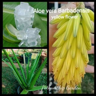 ว่านหางจระเข้ยักษ์ใหญ่  Aloevera อโลเวร่าดอกเหลือง เนื้อรับประทานได้