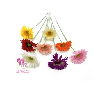 โปรโมชั่น : เบญจมาศก้านยาว รหัสสินค้า 0019-1 ขนาด1 cm. มี8สี