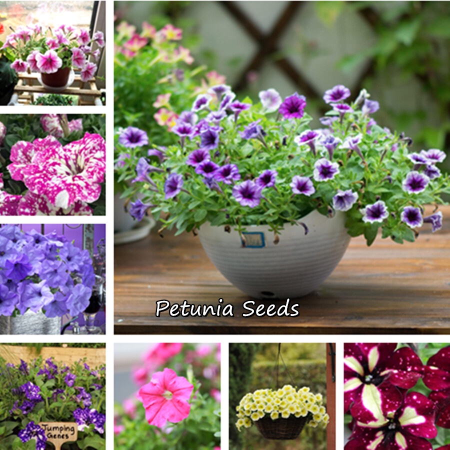 เมล็ดพิทูเนีย(Morning Glory Petunia Seeds) 1000 เมล็ด คุณภาพดี ราคาถูก ดอกไม้จริง ต้นดอกไม้สวยๆ พันธ