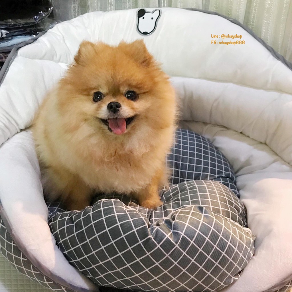 Pet Car seat Korea เกาหลี เบาะนั่งสัตว์เลี้ยง เบาะนั่งสุนัข/แมว เบาะ