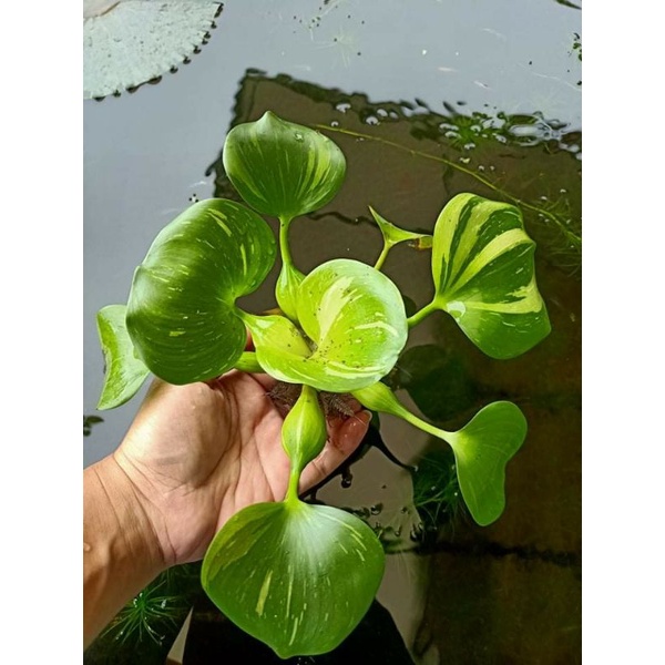ตบชวาญี่ปุ่นด่างEichhornia crassipes Variegated