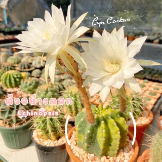 แคคตัส🌵 Echinopsis subdenudata อิชินอป ดอกขาว กระบองเพชร แคคตัส