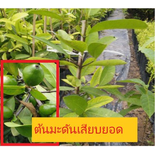 ต้นมะดันเสียบยอดความสูง50-70เซนติเมตร