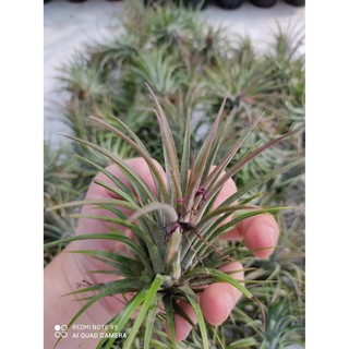 ทิลแลนเซีย Tillandsia สับปะรดสีทิลแลนด์เซีย ช่วยฟอกอากาศและดูดซับสารพิษในอากาศ  ต้นละ 20 บาท