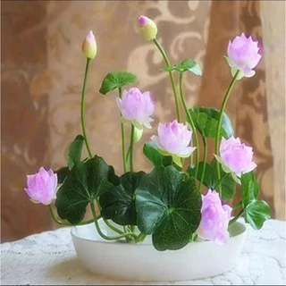20เมล็ด เมล็ดพันธุ์ดอกบัวจิ๋ว เมล็ดพันธุ์ดอกไม้ ดอกบัวจิ๋ว บัวแคระคละสี ปลูกง่าย ออกดอกไว พร้อมส่งในไทย