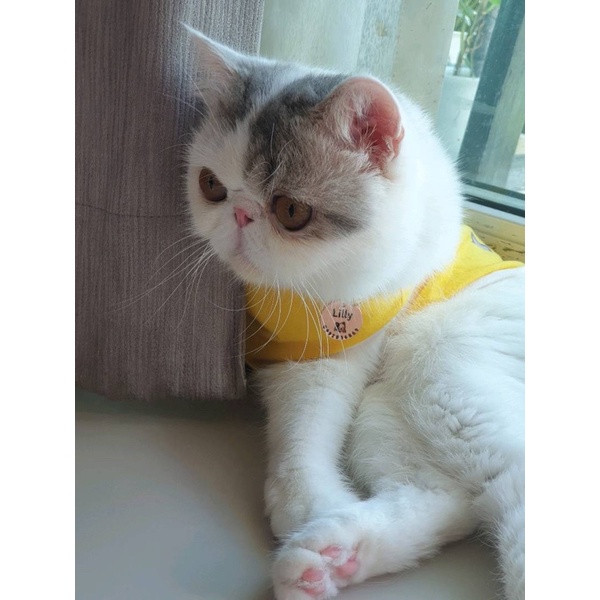 ป้ายชื่อแมว ป้ายชื่อสุนัขแมวสลักชื่อ สแตนเลสงานพรีเมียม ขนาดเหรียญ1฿ - รูปที่ 3