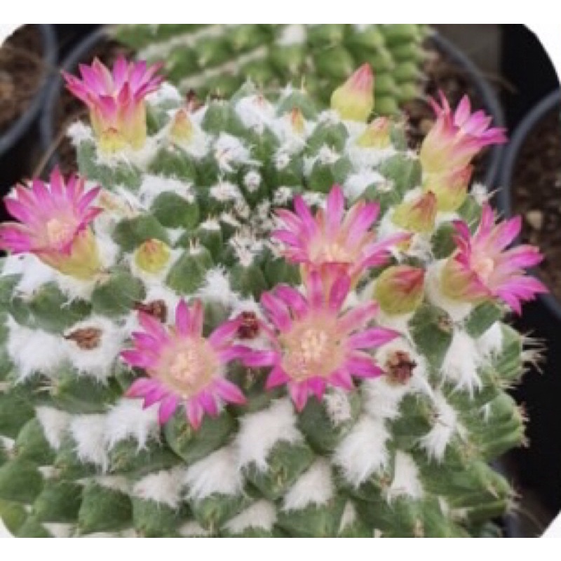 อิรุซามุแคคตัส กระถาง 2 นิ้ว