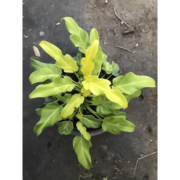 ฟิโลเดนดรอน ซานาดู - ไม้ประดับใบสวยงาม