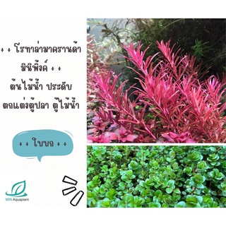 โรทาล่ามาครานด้ามินิพื้งค์ ขายเป็นใบบก 20กิ่ง100 ใบน้ำ ต้นไม้น้ำ ต้นไม้ปลูกในตู้ปลา ไม้น้ำในตู้ปลา