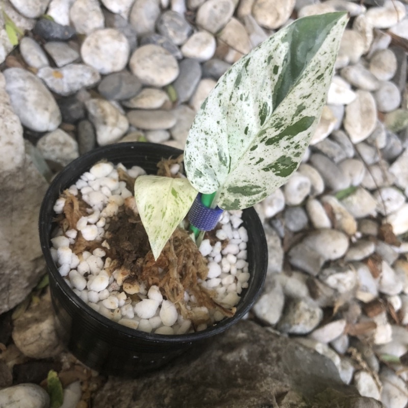 Epipremnum pinnatum marble variegated  2 ใบ  อีพิมาร์เบิ้ล ต้นที่ 1
