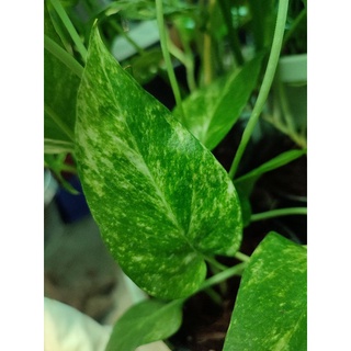 อิพิด่างเหลืองno.2🌱Epipremnum Yellow Var.