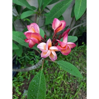 ต้นลีลาวดีรุ่งอรุณ  Red Frangipani ทรงต้นพุ่มใหญ่