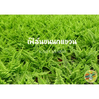 ต้นเฟิร์นขนนก เฟิร์นขนนก (Fern Nephrolepis exaltata) กระถางแขวน CG200 (8 นิ้ว) พร้อมสายแขวน